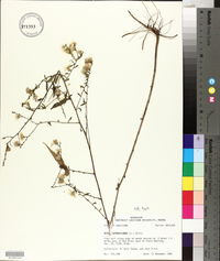 Symphyotrichum racemosum image