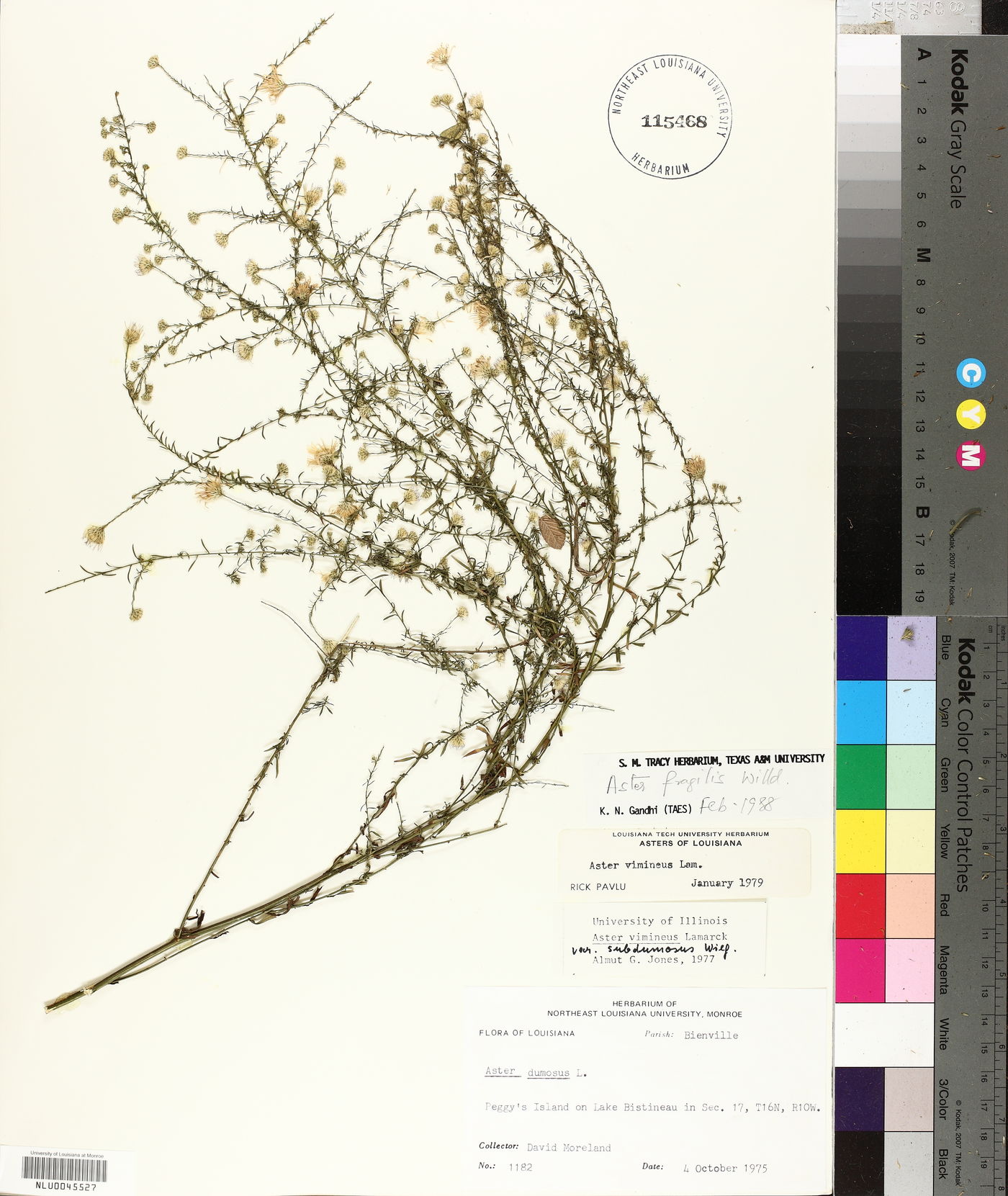 Symphyotrichum racemosum var. subdumosum image