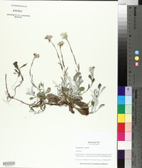 Antennaria parlinii subsp. fallax image
