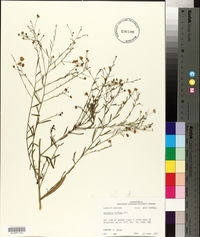 Boltonia diffusa image