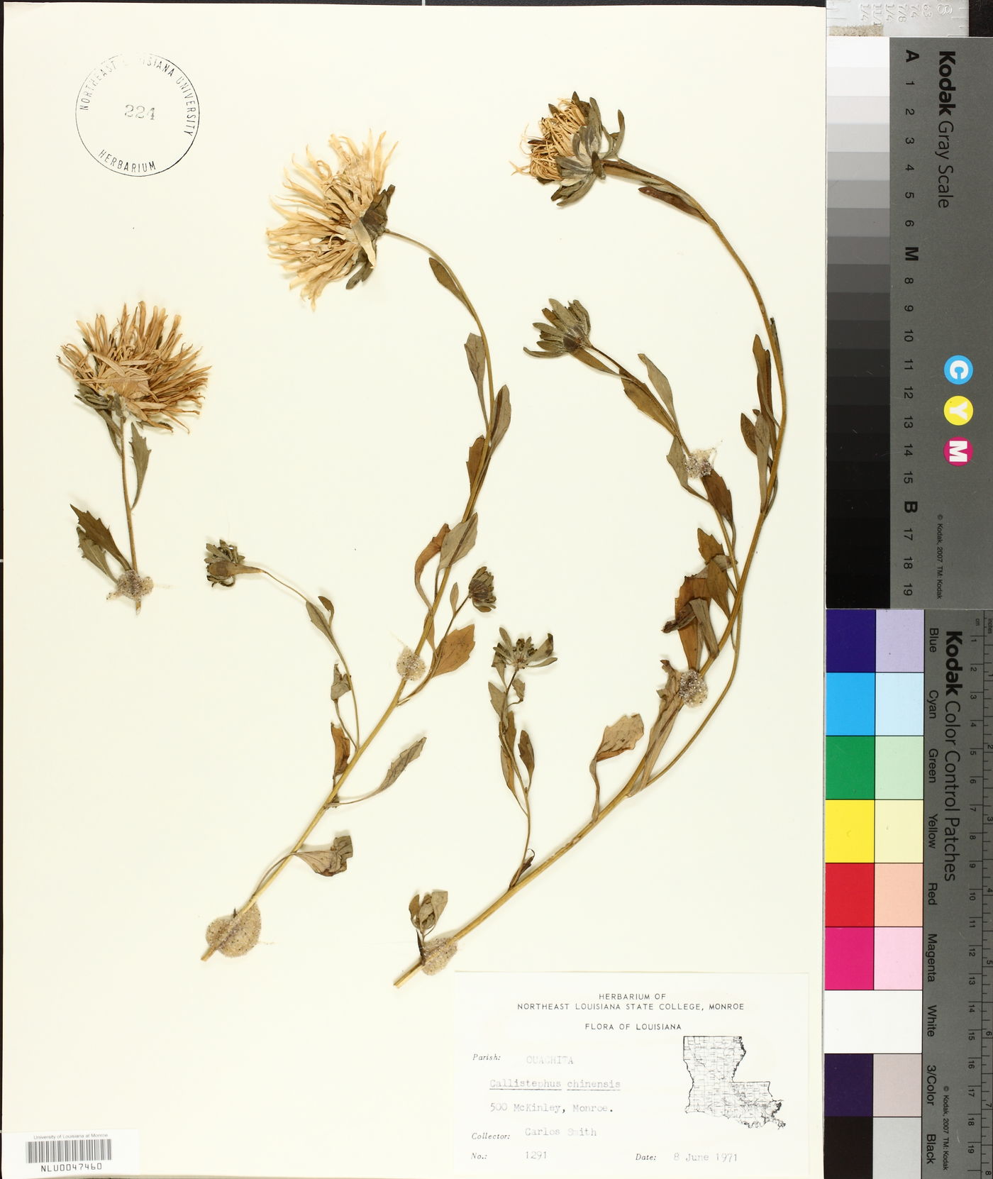 Callistephus chinensis image