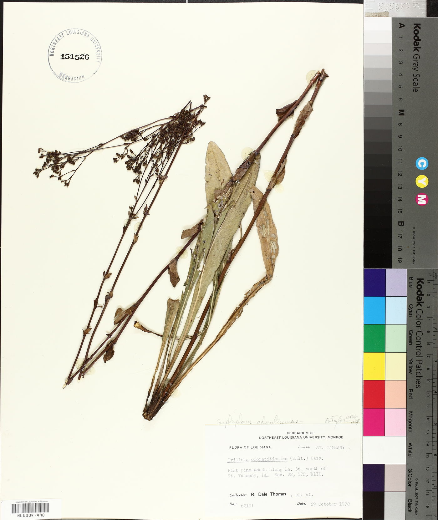 Carphephorus odoratissimus image