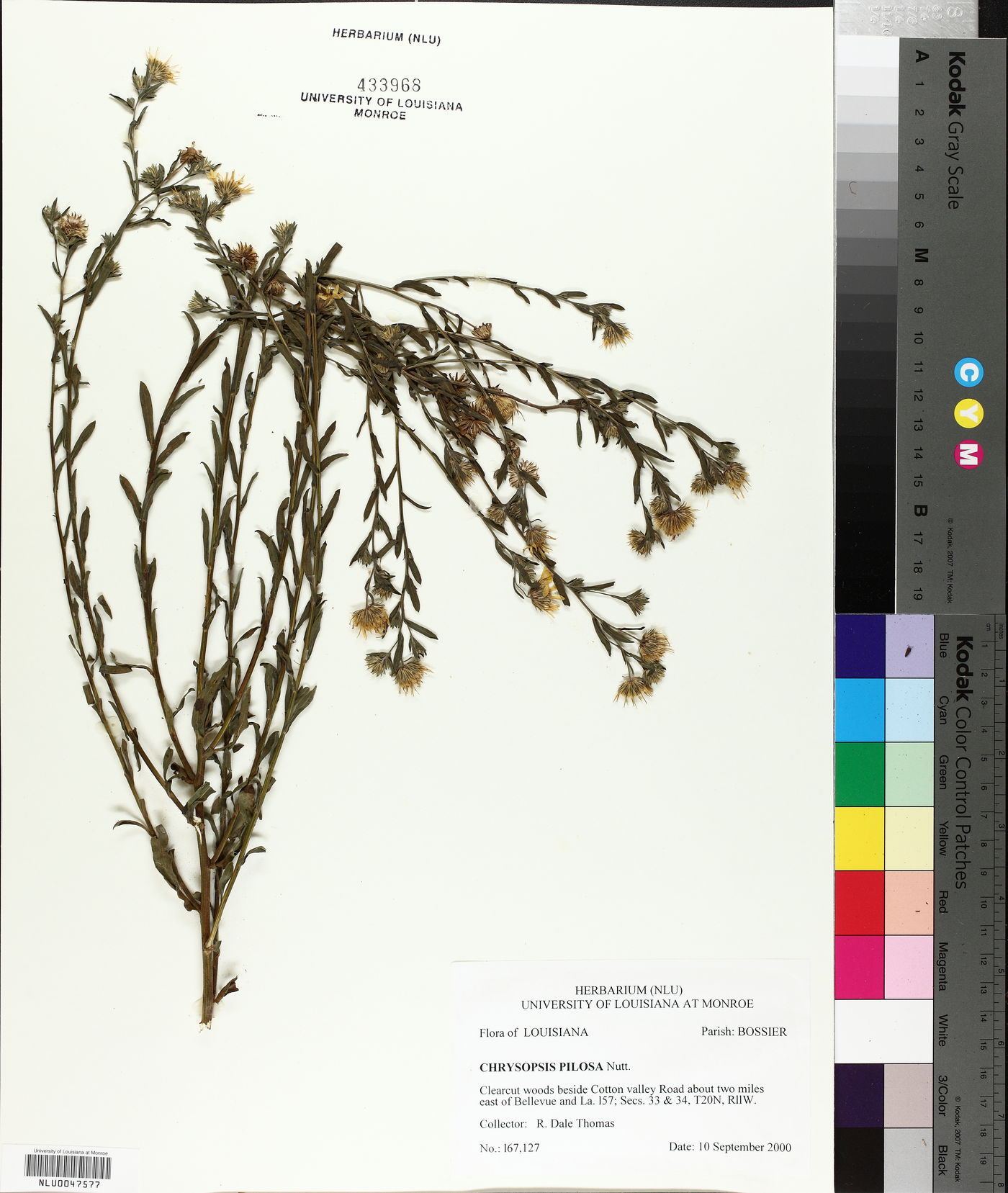Bradburia pilosa image