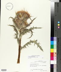 Cirsium horridulum var. megacanthum image