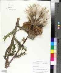 Cirsium horridulum image