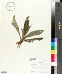 Cirsium horridulum image