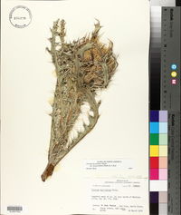 Cirsium horridulum var. megacanthum image