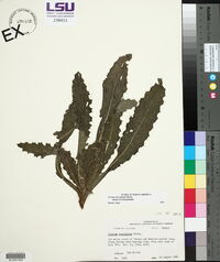Cirsium horridulum image