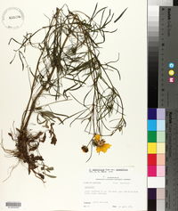 Coreopsis grandiflora image