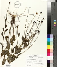 Coreopsis intermedia image