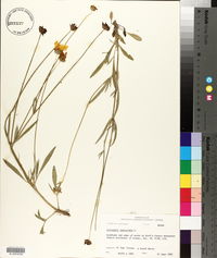 Coreopsis lanceolata image