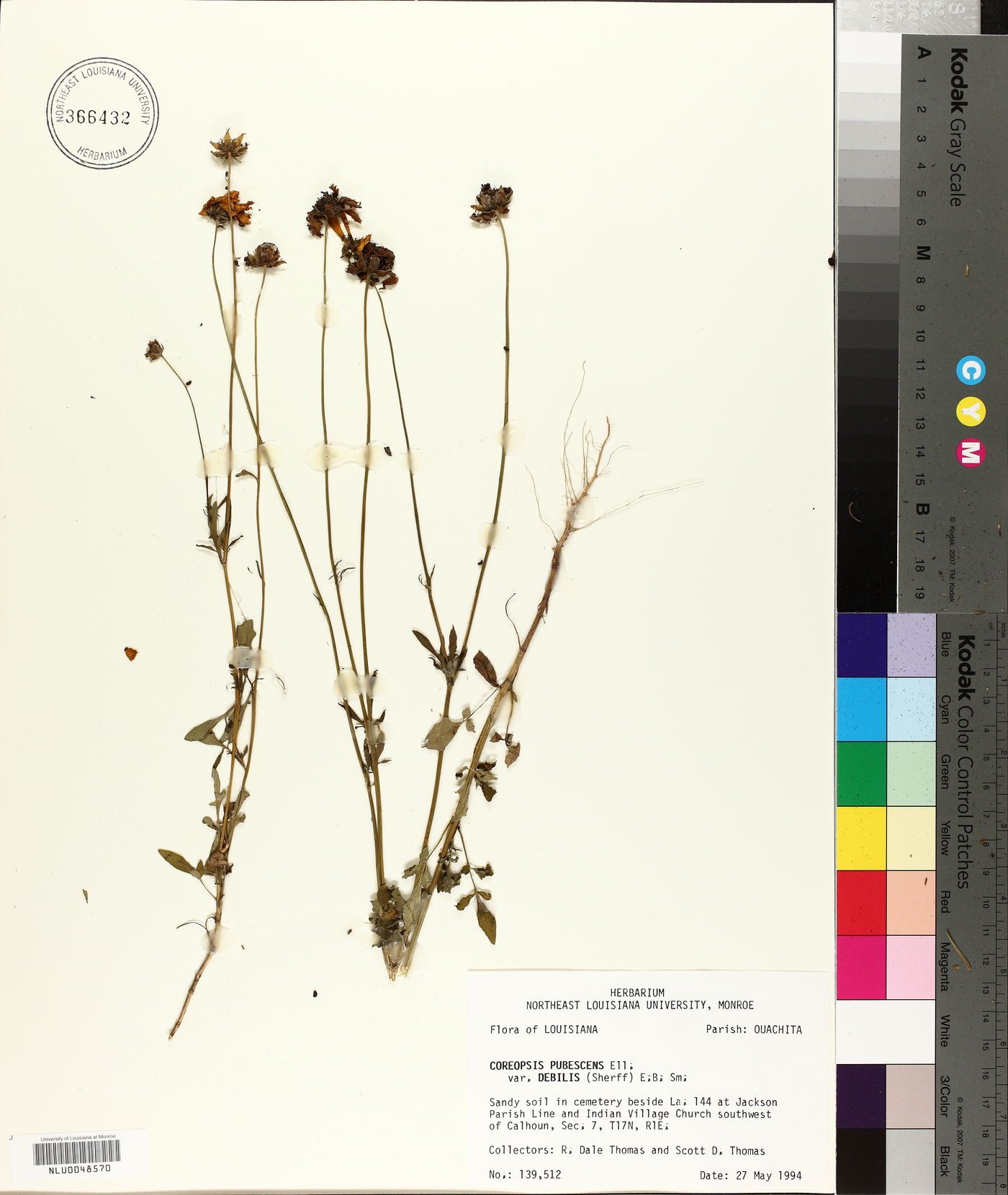 Coreopsis basalis image