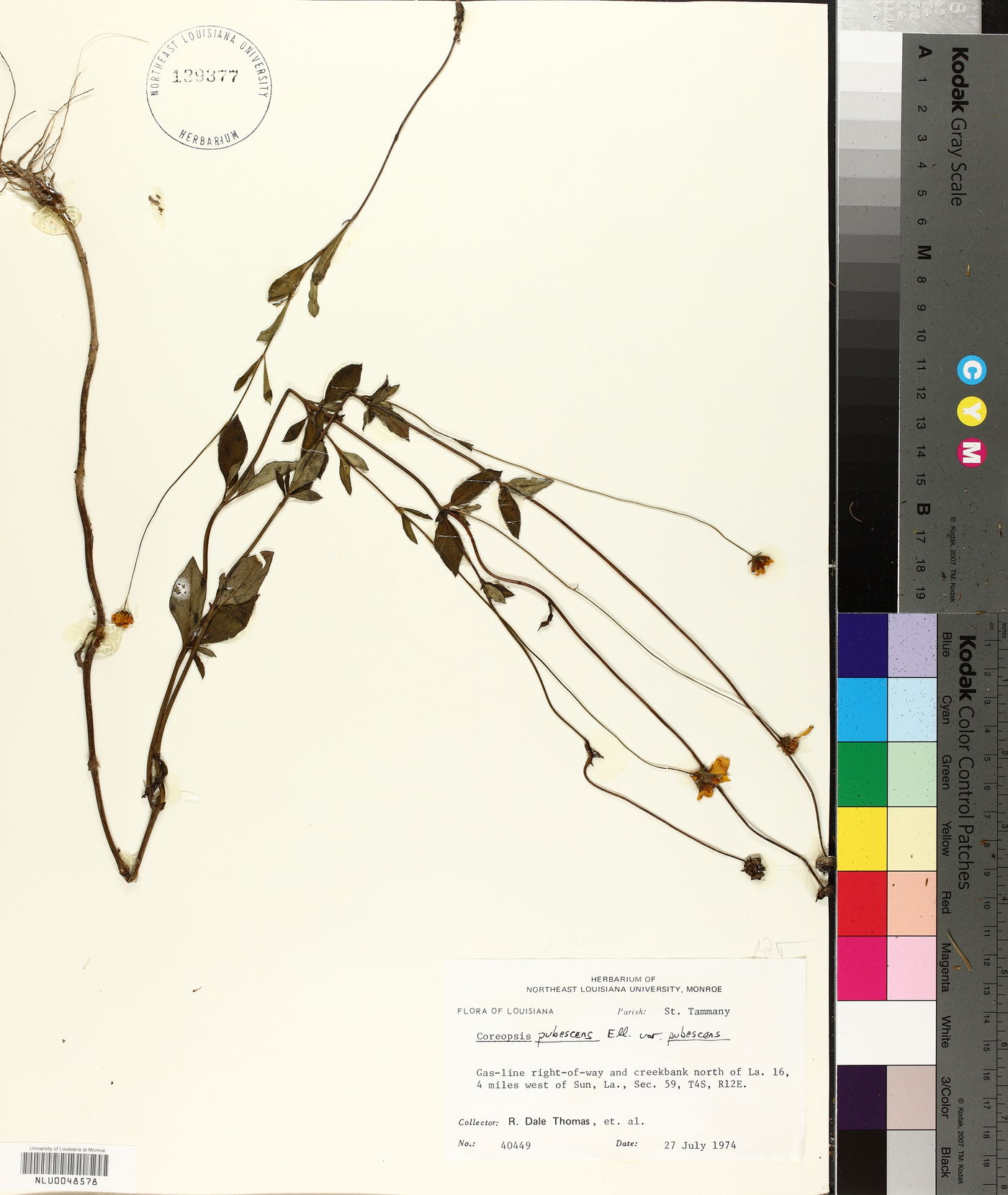 Coreopsis pubescens var. pubescens image