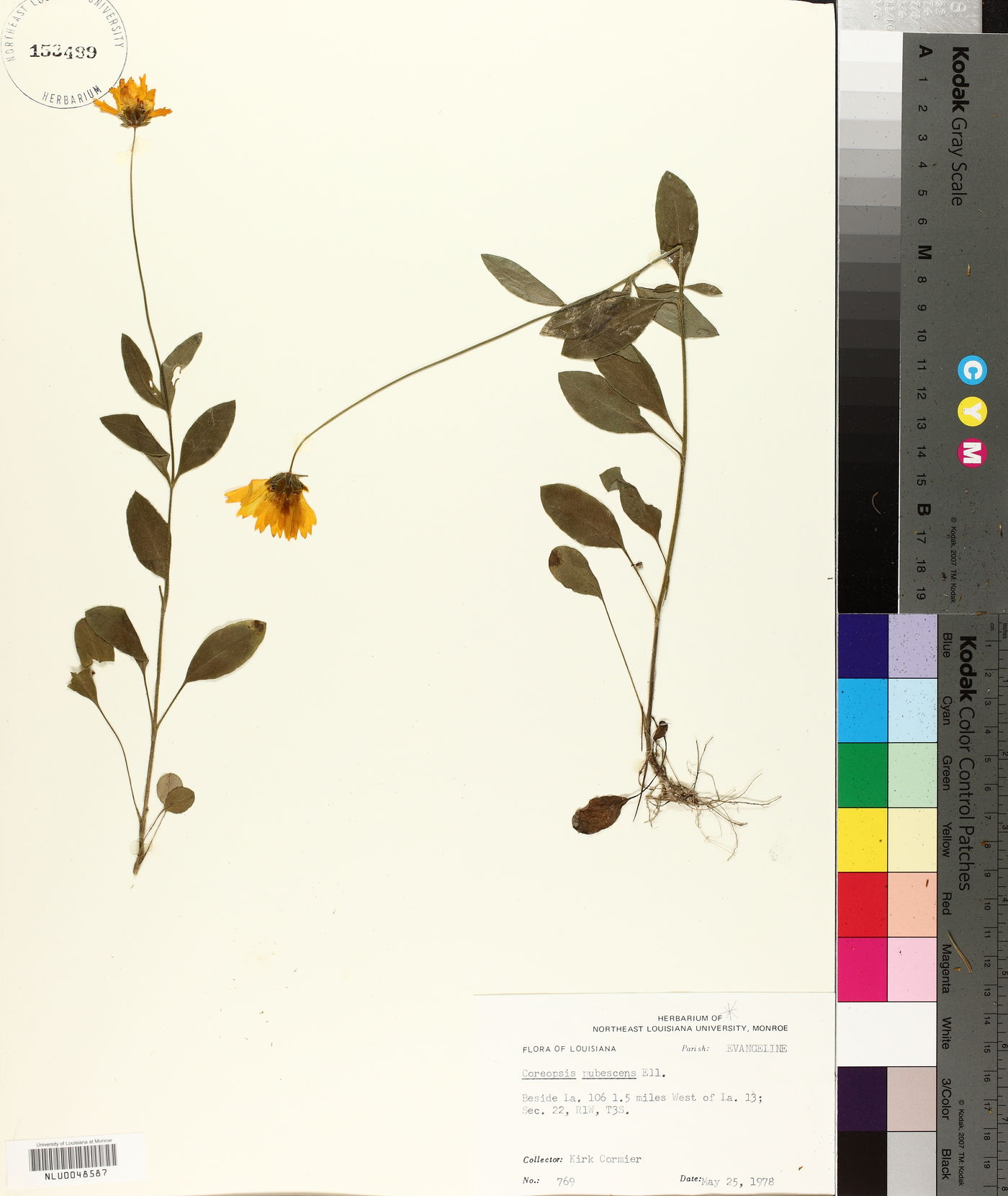 Coreopsis pubescens var. pubescens image