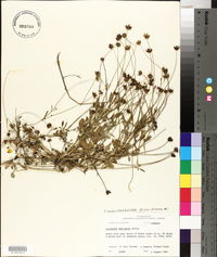 Coreopsis basalis image