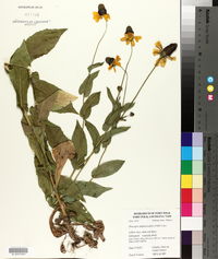 Rudbeckia amplexicaulis image