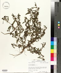 Eclipta prostrata image
