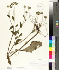 Elephantopus tomentosus image