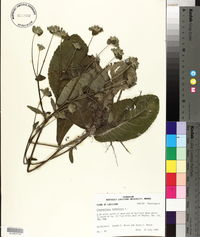 Elephantopus tomentosus image