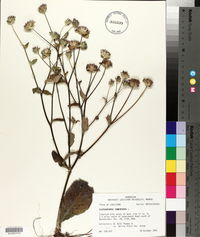 Elephantopus tomentosus image