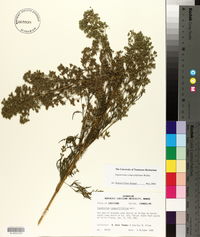 Eupatorium compositifolium image