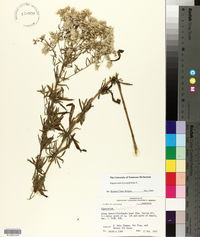 Eupatorium hyssopifolium image