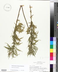 Eupatorium x pinnatifidum image
