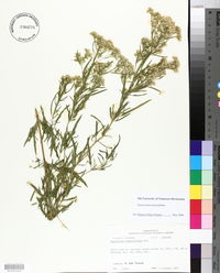 Eupatorium x pinnatifidum image