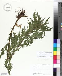 Eupatorium x pinnatifidum image