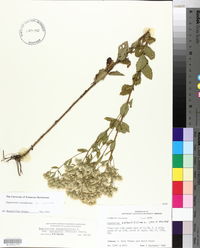 Eupatorium rotundifolium var. scabridum image