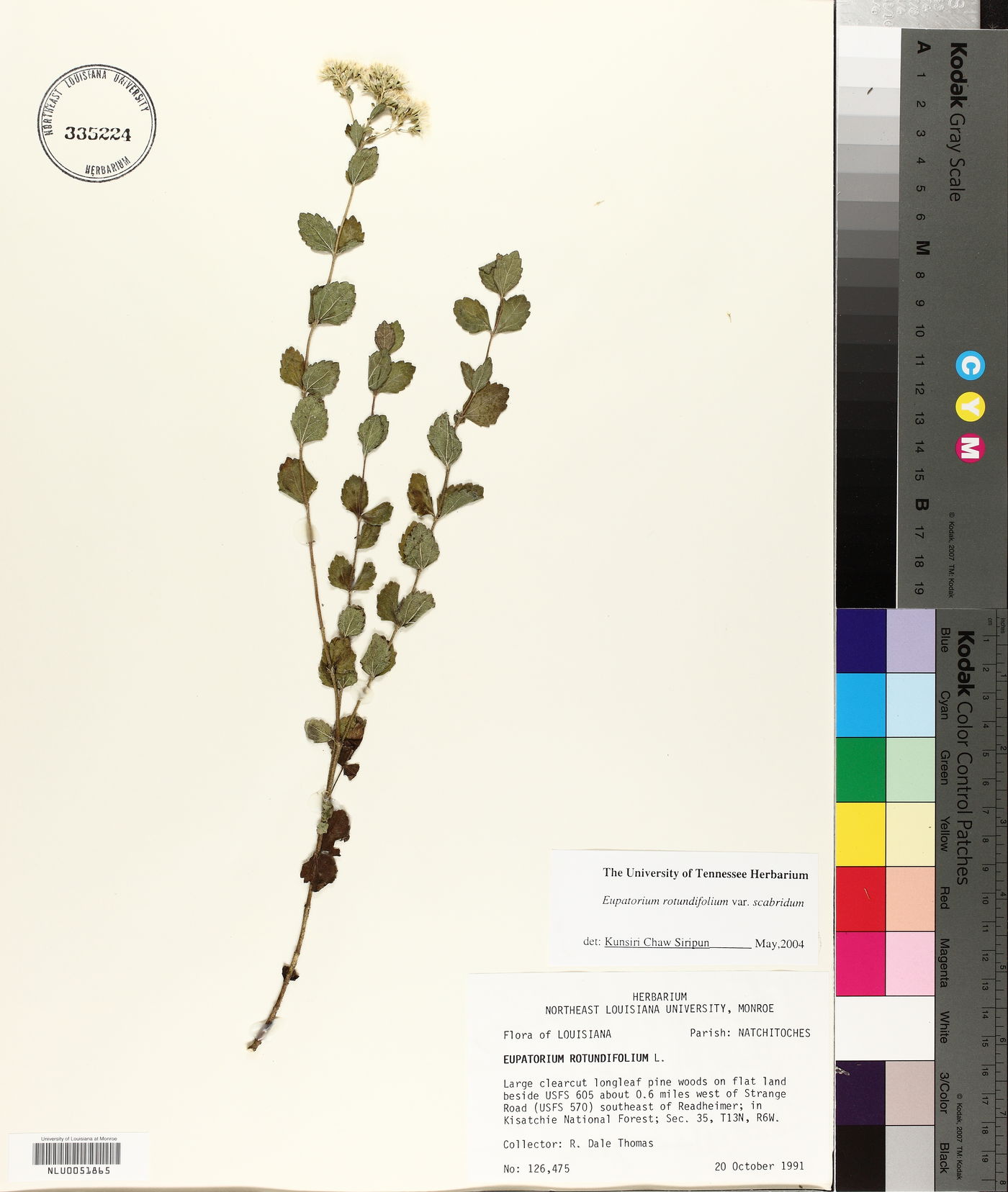 Eupatorium rotundifolium var. scabridum image