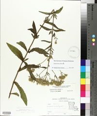 Eupatorium album image