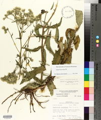 Eupatorium album image