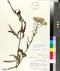 Eupatorium album image