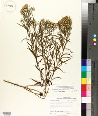 Solidago altissima subsp. altissima image