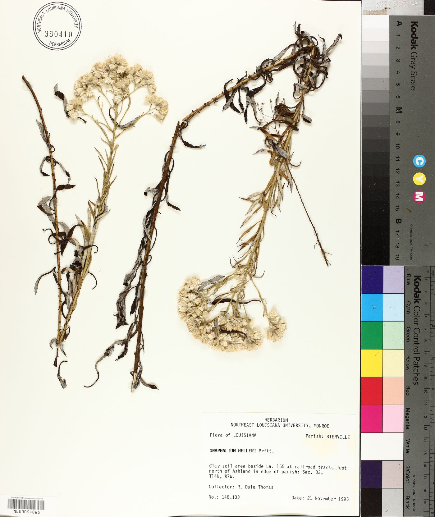 Pseudognaphalium helleri image