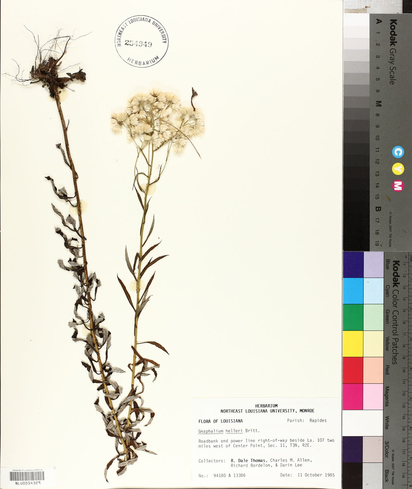 Pseudognaphalium helleri image