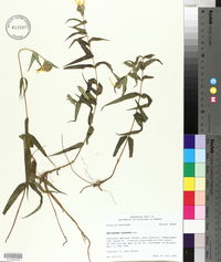 Helianthus hirsutus image