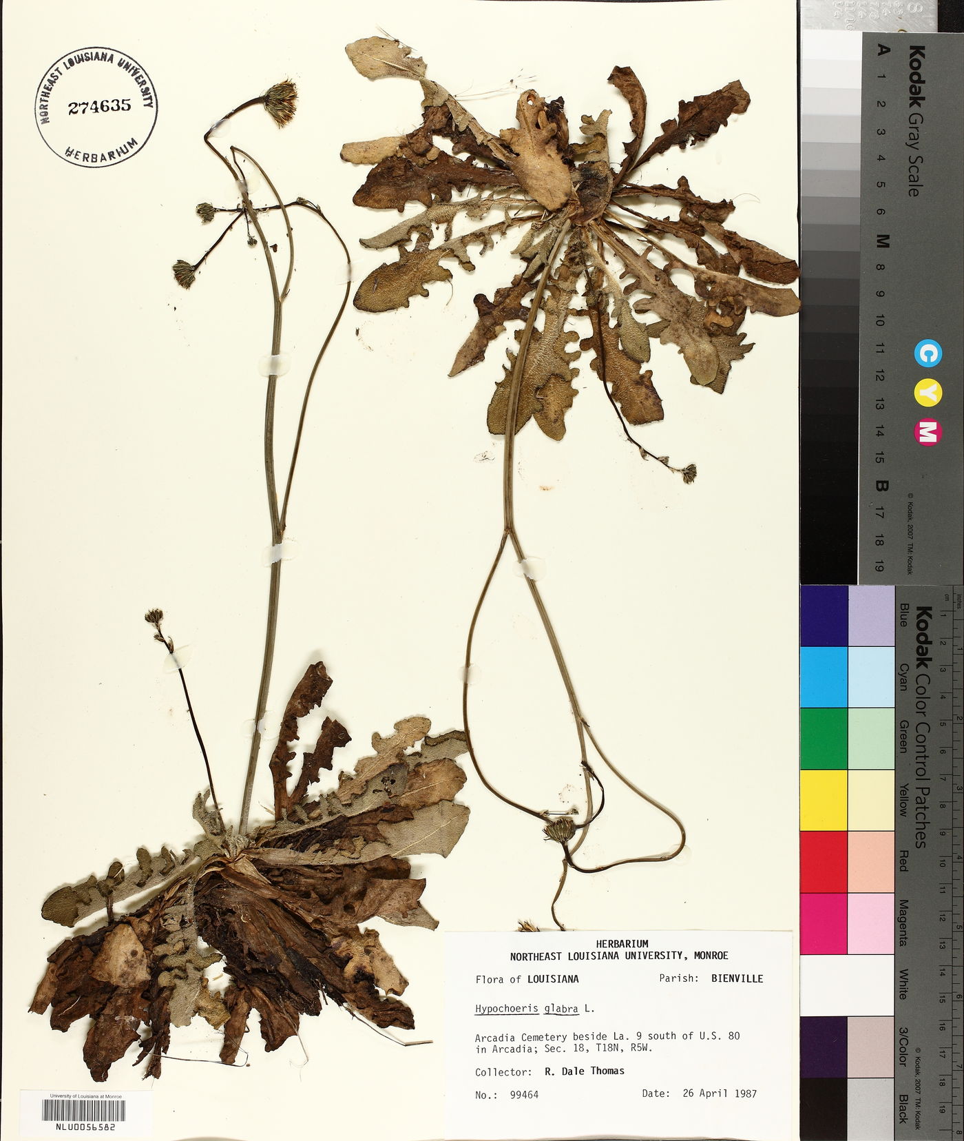 Hypochaeris glabra image