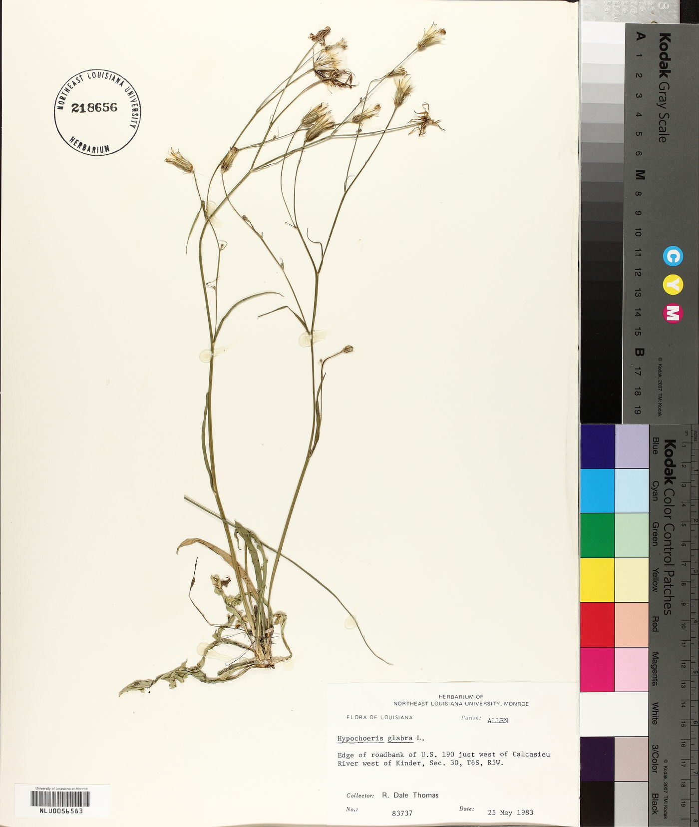 Hypochaeris glabra image