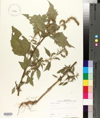 Iva annua image