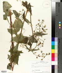 Lactuca floridana image