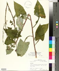 Lactuca floridana image