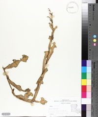 Lactuca serriola image