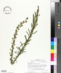 Liatris aspera image