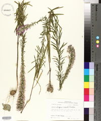 Liatris elegans image