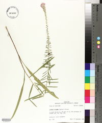 Liatris elegans image