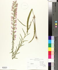 Liatris elegans image