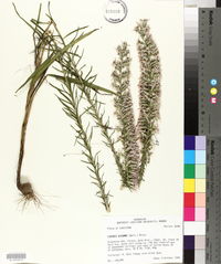 Liatris elegans image