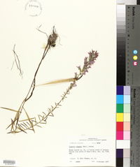 Liatris elegans image